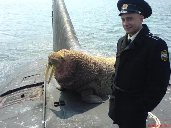 Russian submarine with a guest walrus onboard.