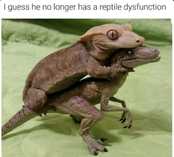 reptile dysfunction - I guess he no longer has a reptile dysfunction Gem lueenit
