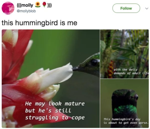 infp memes - molly this hummingbird is me with the daily demands of adult life He may look mature but he's still struggling to cope This hummingbird's day is about to get even worse.