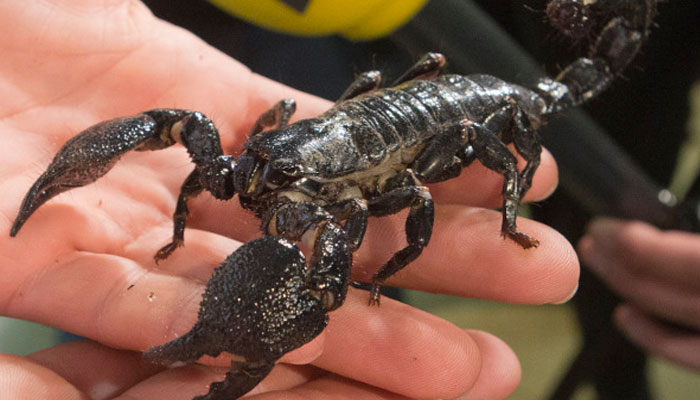 Smoking scorpions to get high is a growing problem in south Asia. The high can last from 10 hours to 3 days. The high is said to be so powerful that it outstrips heroin. But the person spends the first six hours in pain while their body adjusts to the toxins, which can possibly lead to death