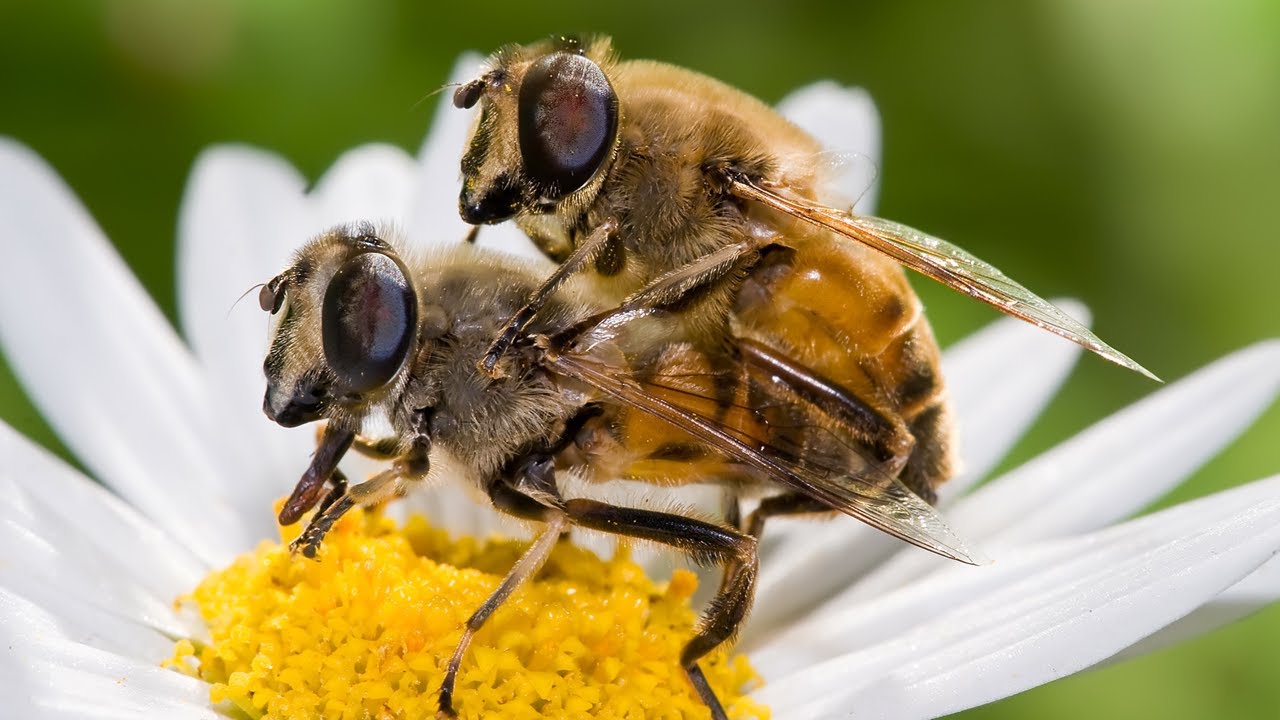 Honey bees ejaculate so forcefully that their penises explode, which also kills the honey bee