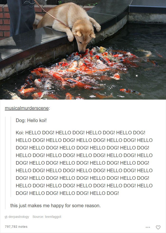 hello koi hello dog - musicalmurderscene Dog Hello koi! Koi Hello Dog! Hello Dog! Hello Dog! Hello Dog! Hello Dog! Hello Dog! Hello Dog! Hello Dog! Hello Dog! Hello Dog! Hello Dog! Hello Dog! Hello Dog! Hello Dog! Hello Dog! Hello Dog! Hello Dog! Hello Do