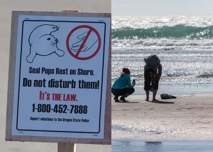 People bothering the seal pups right in front of sign explaining not to and that it is against the law.