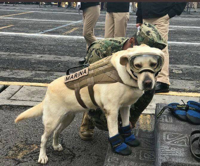 This is “Frida”, she has saved 52 people so far in Mexico’s Earthquake