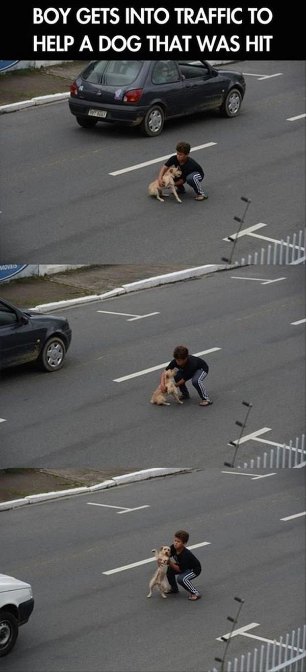 dog getting hit by a car - Boy Gets Into Traffic To Help A Dog That Was Hit Moved