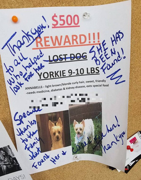 banner - wow! $500 Than Reward!!! Has Lan Or Yorkie 910 Lbsy who helped look for her to Annabelle light brownblonde curly hair, sweet, friendly needs medicine, diabetes & kidney disease, eats special food Specull thanks her to the Family canes Thank you F