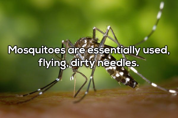 Shower thought about how mosquitoes are used flying dirty needles
