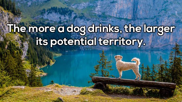 Shower thought about how the more a dog drinks, the larger it's territory potential is.