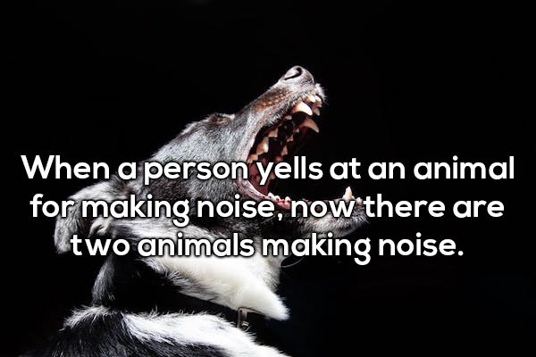 Shower thought about how when a person yells at an animal making noise, it becomes just two animals talking