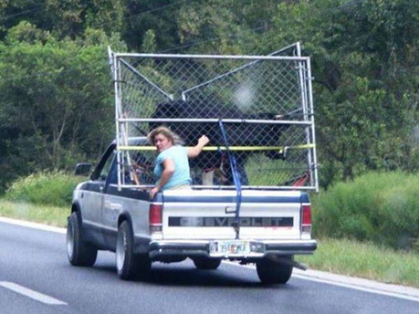 redneck cattle hauler