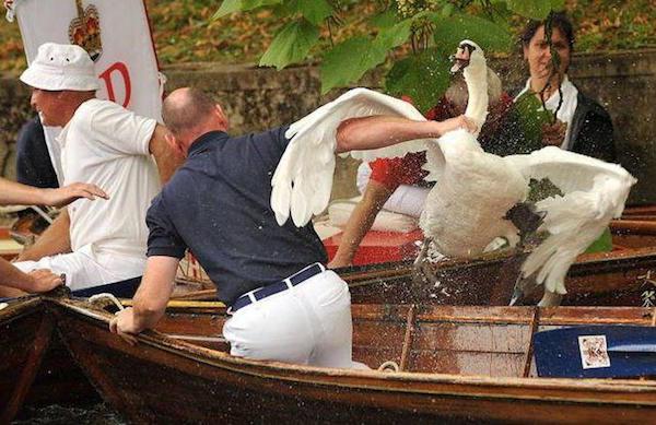 swan upping