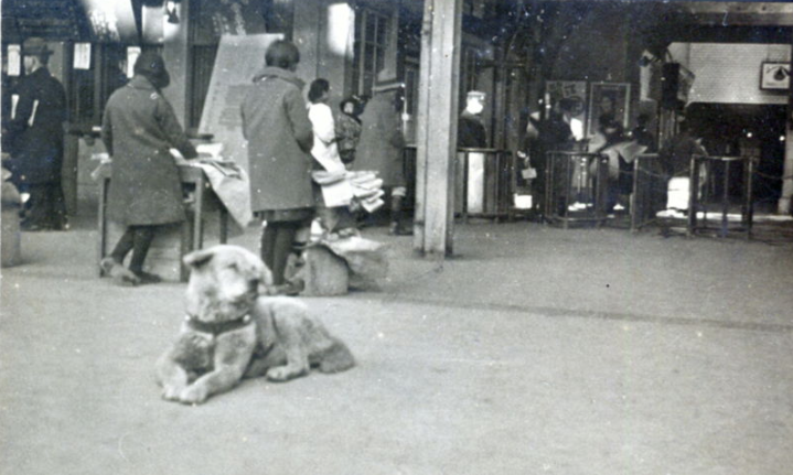 An Akita dog named Hachiko was so loyal to his owner that he waited for his owner for 9 years until he died. His owner would take the train to work and back, and Hachiko greeted him every time he came back. Even after his owner died of a hemmorhage at work, Hachiko thought he’d come back