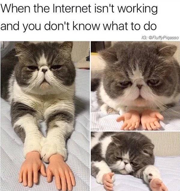 cat with tiny hands - When the Internet isn't working and you don't know what to do Ig