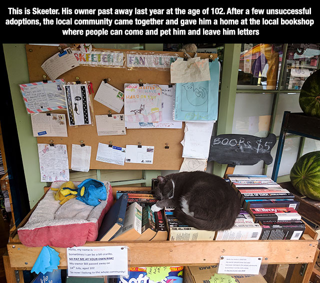 Skeeter, the cat who's owner passed away at 102 and a book store adopted him