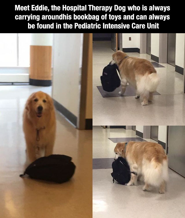 Hospital Therapy dog carrying around his backpack