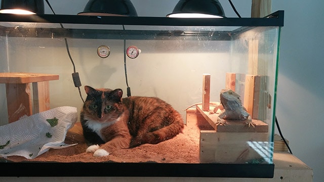 Cat and frog sharing an aquarium space