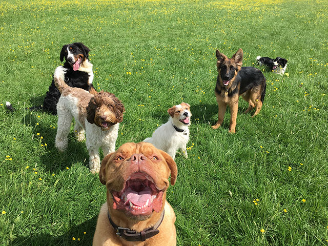 Dogs posing for the camera