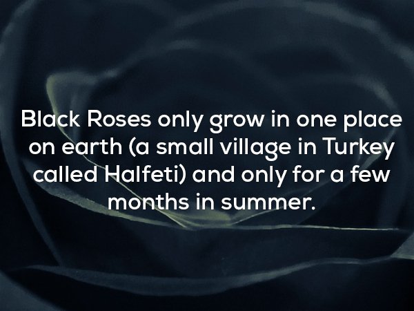 Disturbing fact about Black Roses
