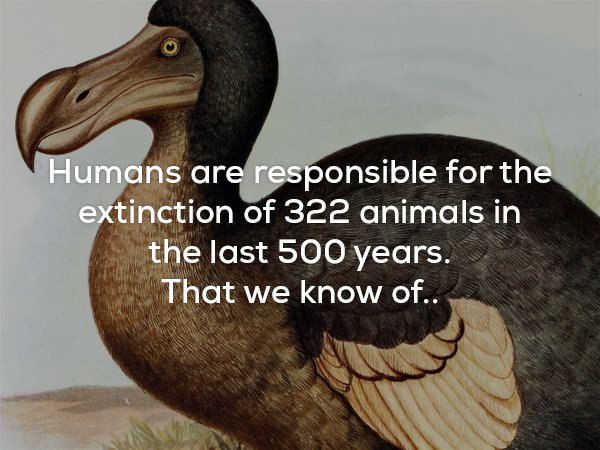 Disturbing fact about how humans have caused the extinction for 322 animals the past 500 years