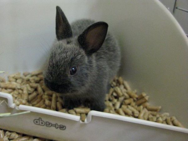 In the pet store, I told my manager that a young rabbit had a runny nose. She told me to put it in a plastic bag and put it in the freezer.
The rabbit would have to be quarantined for a week, during which it couldn’t be sold, and we’d have to feed it and give it a dollar or so worth of antibiotics. On the other hand, if it died within thirty days of our purchasing it, the distributor would refund our money or replace the rabbit for free.
I refused. I later found the rabbit in the freezer. I quit the pet store and now sell guns for a living. My coworkers, customers, and employers are much better people than anyone I ever met in the pet industry.