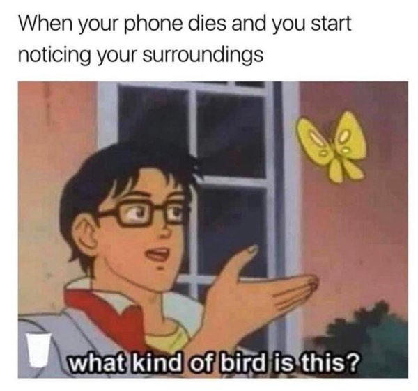wholesome meme of bird butterfly meme - When your phone dies and you start noticing your surroundings what kind of bird is this?