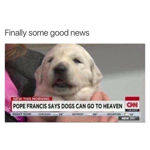 wholesome meme of do dogs go to heaven - Finally some good news New This Morning Pope Francis Says Dogs Can Go To Heaven On 720 Amet Right Now Chicago 26 Detroit 30 Houston E63 New Day