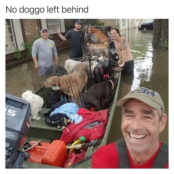 wholesome meme of wholesome memes on we heart - No doggo left behind