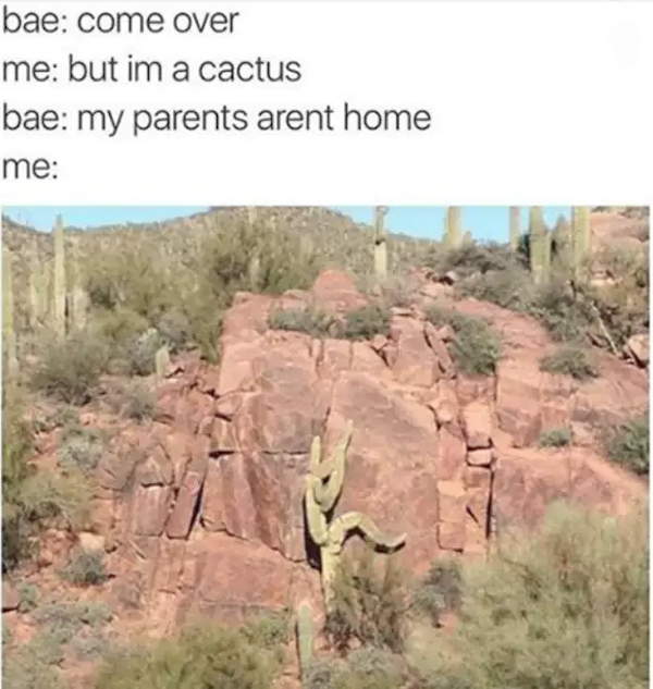 bae come over meme - bae come over me but im a cactus bae my parents arent home me