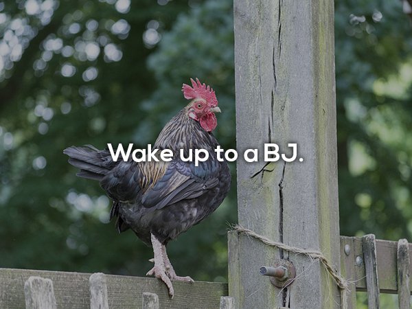 beak - Wake up to a Bj.