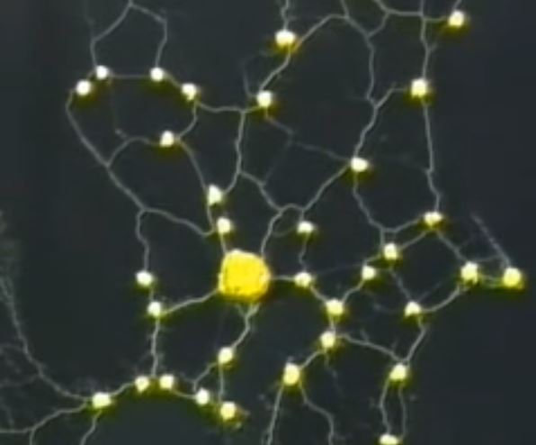 Scientists put slime mold onto a model of a map of Tokyo, with food representing urban centers. After a day, it created a network almost identical to Tokyo’s actual rail network. Human designers created that network to be as efficient as possible; slime mold did the same, but without a brain