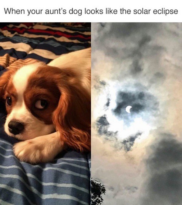 solar eclipse memes - When your aunt's dog looks the solar eclipse