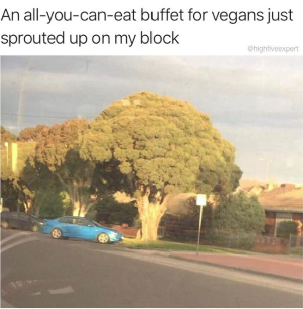tree that looks like broccoli - An allyoucaneat buffet for vegans just sprouted up on my block