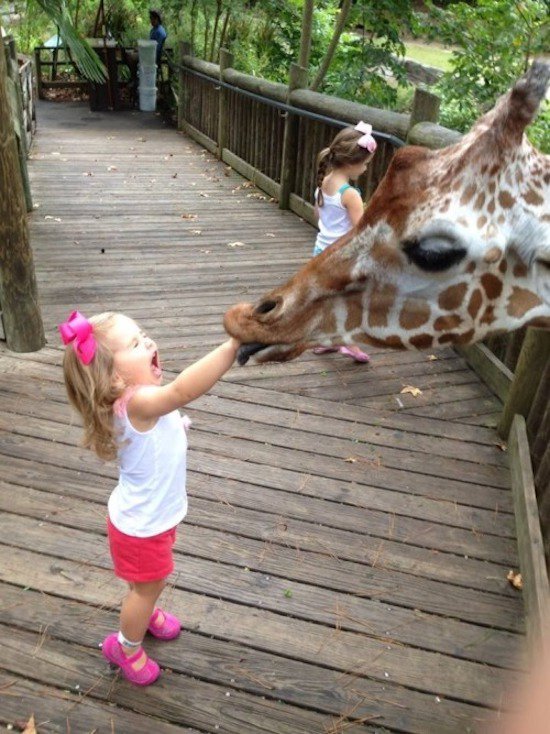 Giraffe with girls arm in mouth
