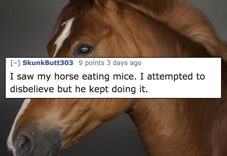 creepy horse text post - SkunkButt303 9 points 3 days ago I saw my horse eating mice. I attempted to disbelieve but he kept doing it.