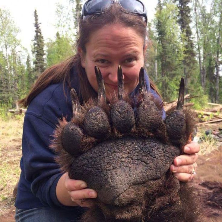 The size of a Grizzly Bear’s paw