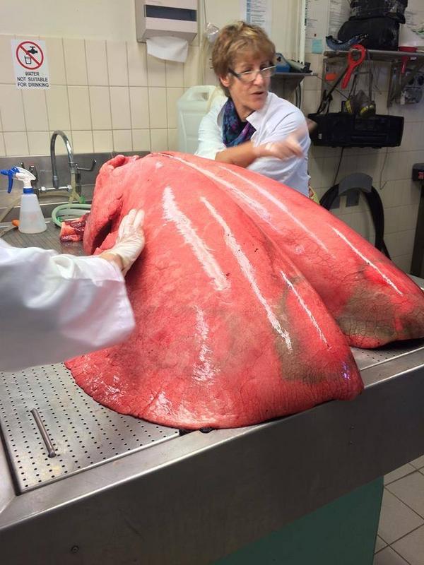 horse lungs - Not Suitable For Drinking