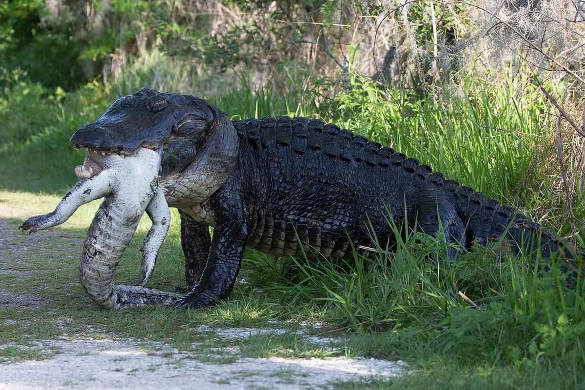 huge florida alligator - Amma