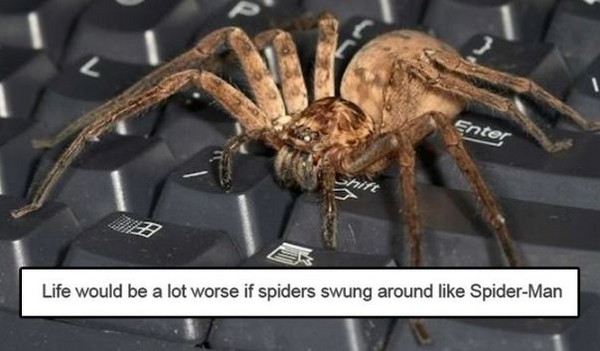 scary spider - Enter Life would be a lot worse if spiders swung around SpiderMan