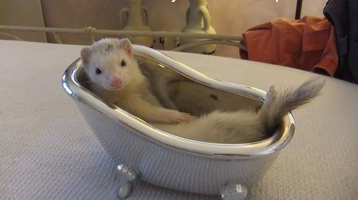 Female ferrets die if they don’t have sex for a year.