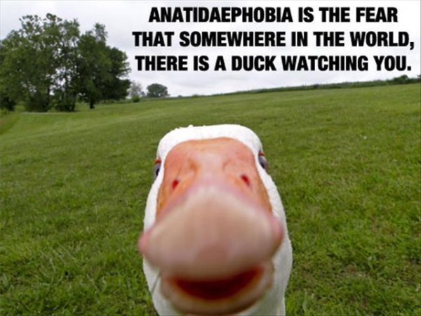 fear of a duck watching you - Anatidaephobia Is The Fear That Somewhere In The World, There Is A Duck Watching You.