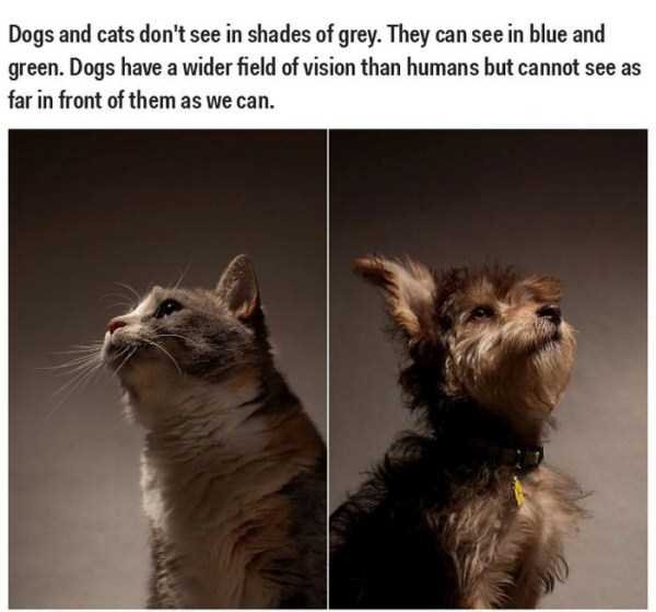 incorrect science facts - Dogs and cats don't see in shades of grey. They can see in blue and green. Dogs have a wider field of vision than humans but cannot see as far in front of them as we can.