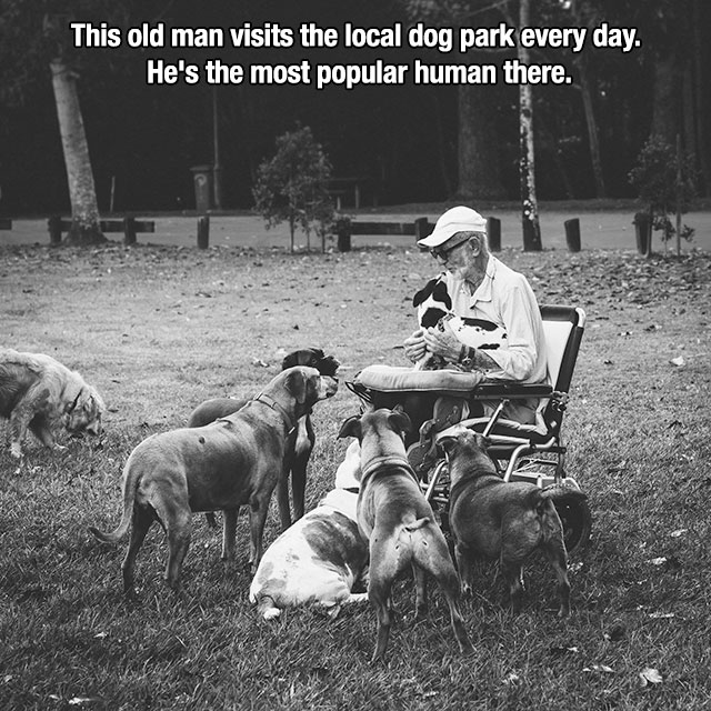 old man and dog - This old man visits the local dog park every day. He's the most popular human there.