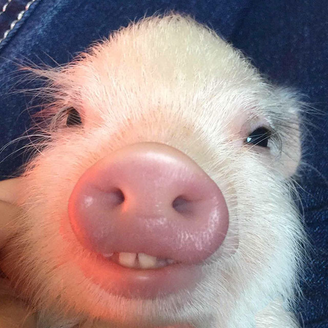 pig with teeth meme