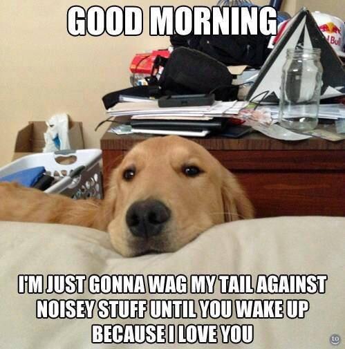 funny golden retriever memes - Good Morning I'M Just Gonna Wag My Tail Against Noisey Stuff Until You Wake Up Because I Love You