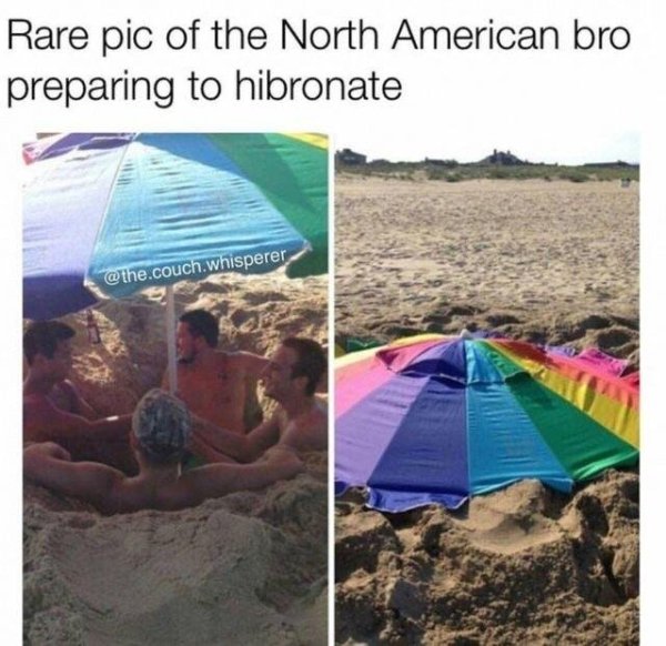 wholesome memes | a wholesome meme of perfect hot box - Rare pic of the North American bro preparing to hibronate .couch.whisperer