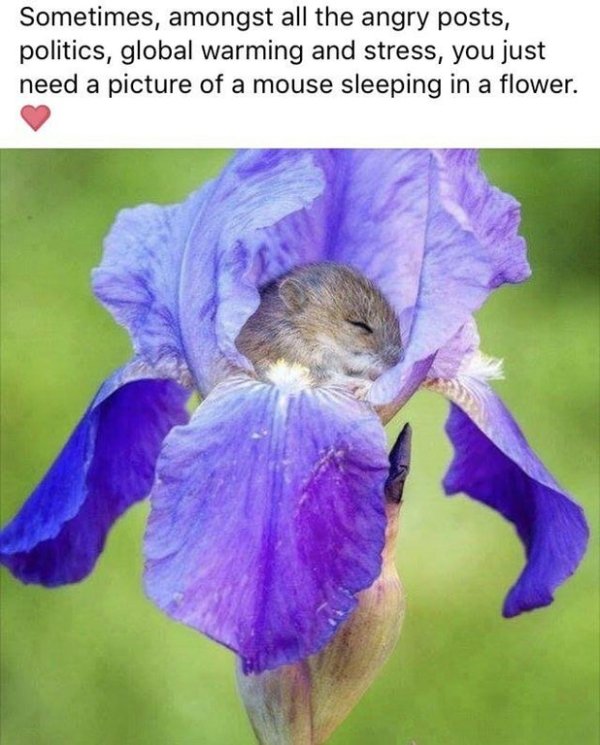 wholesome meme of mouse sleeping in iris - Sometimes, amongst all the angry posts, politics, global warming and stress, you just need a picture of a mouse sleeping in a flower.