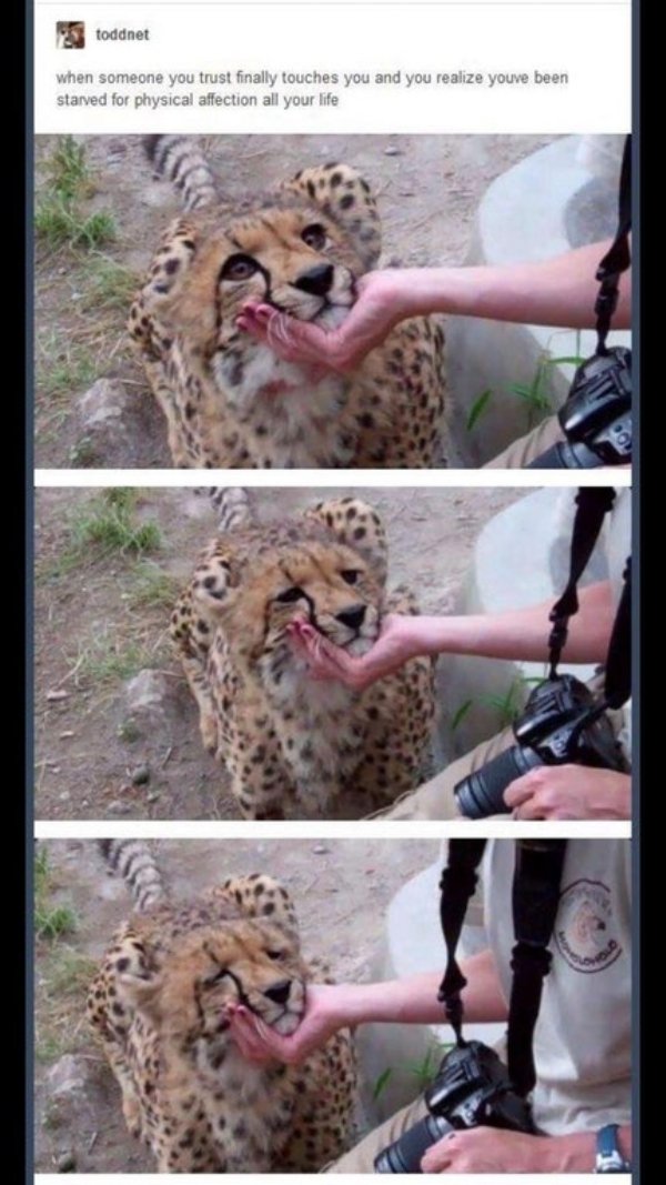 wholesome meme of someone you trust finally touches you - toddnet when someone you trust finally touches you and you realize youve been starved for physical affection all your life