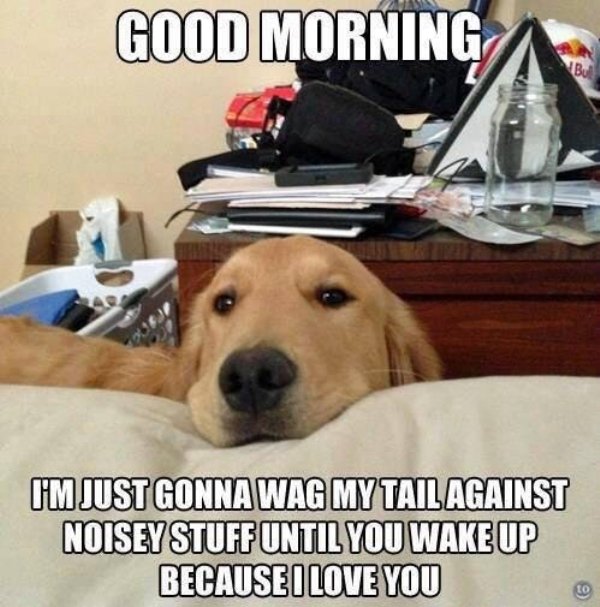 wholesome meme of golden retriever funny - Good Morning I'M Just Gonna Wag My Tail Against Noisey Stuff Until You Wake Up Because Love You