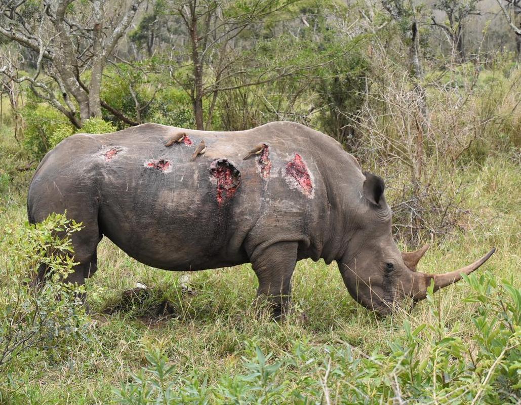 Rhino after fight with bull elephant.