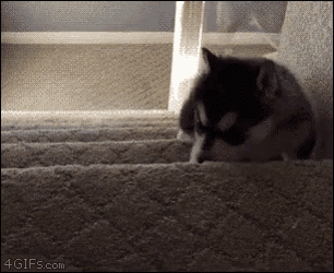 that escalated dog falls down stairs gif - 4 GIFs.com